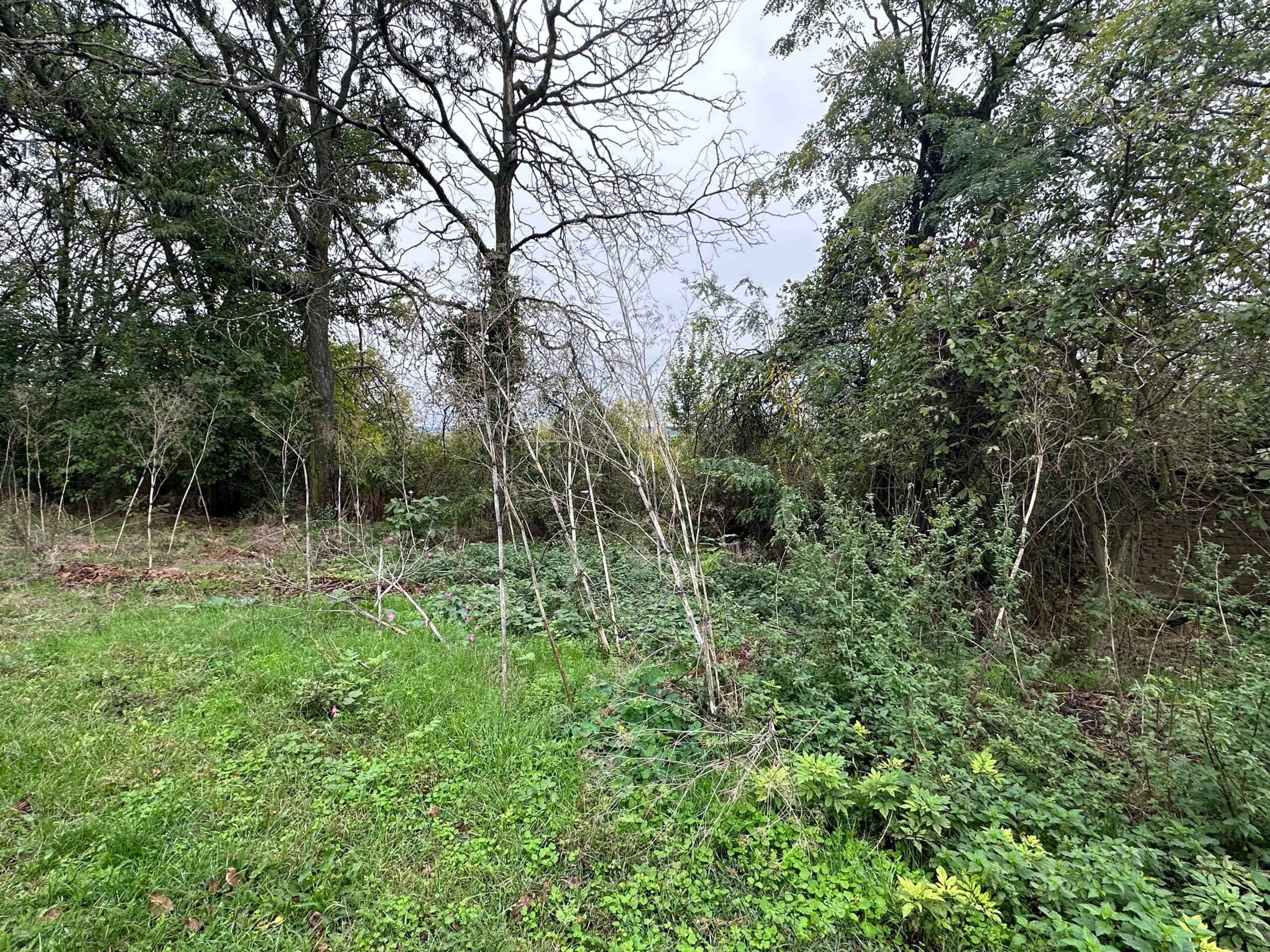 Whispering Woodland Retreat - Lomtsi