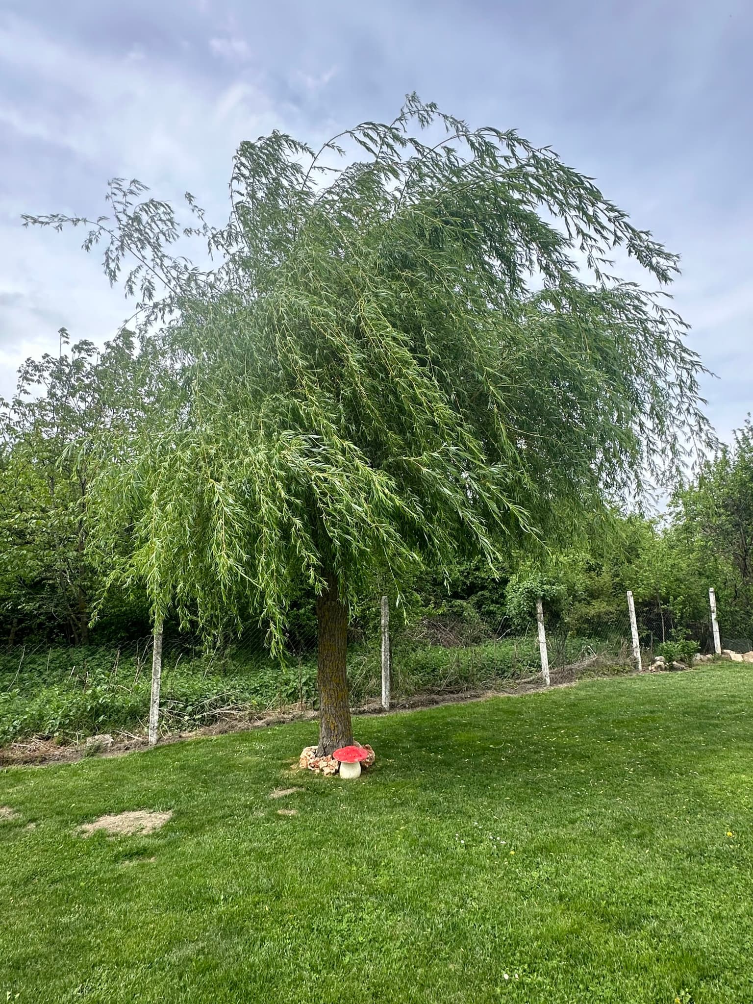 Honda Haven - Tsvetnitsa - thumbnail 14