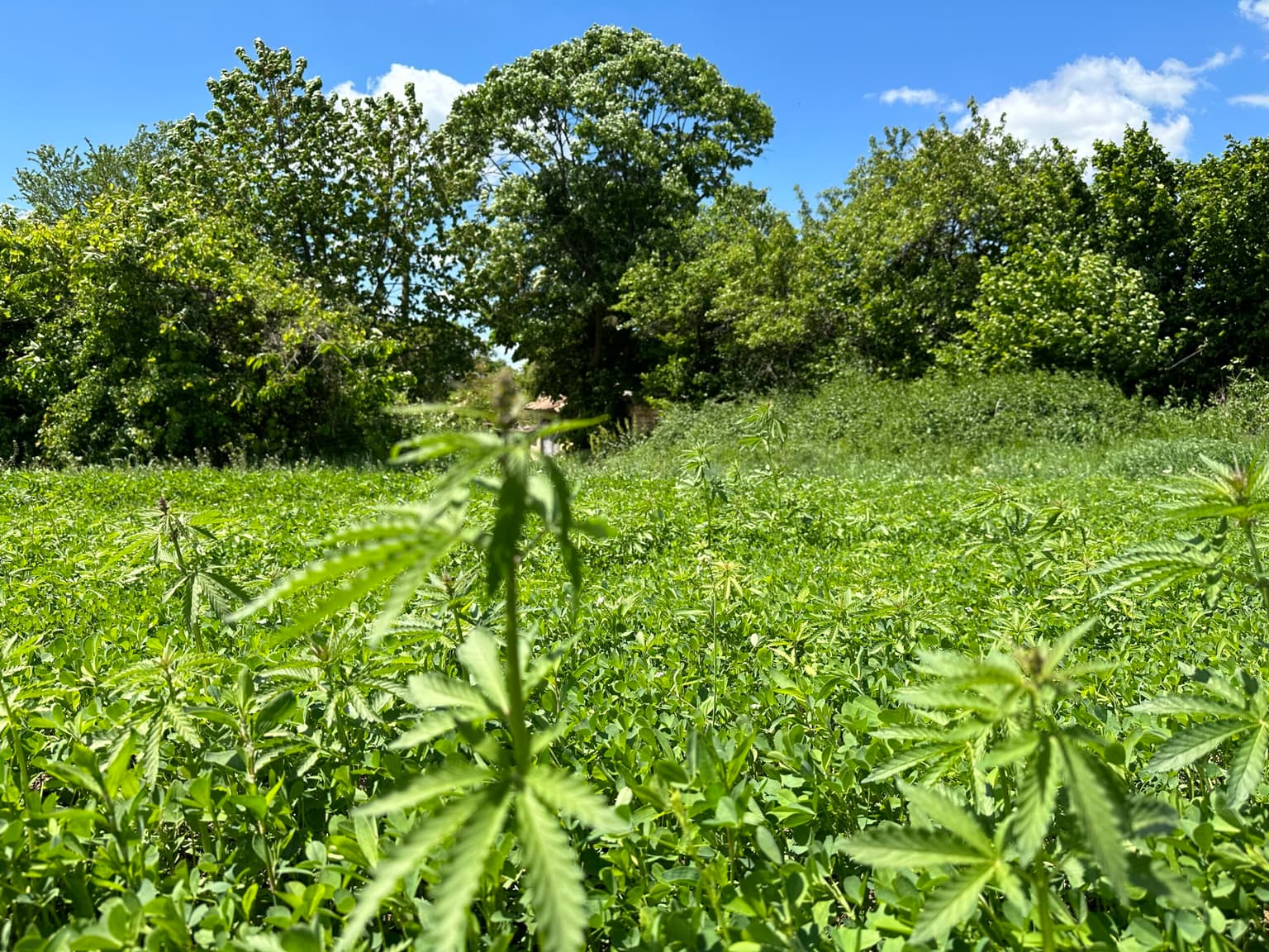 *SOLD* Clover House - Tsar Asen - thumbnail 2