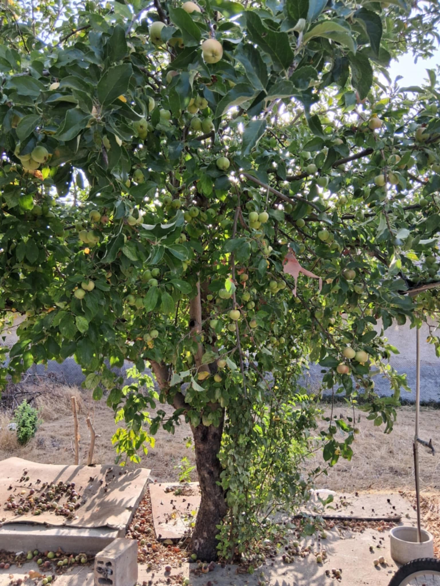 Flutterby House – Popina, Silistra - thumbnail 6