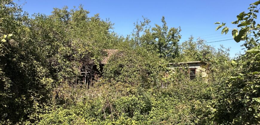 The Daisy House – Peychinovo