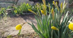 *SALE AGREED* The Old Winery House – Kardam