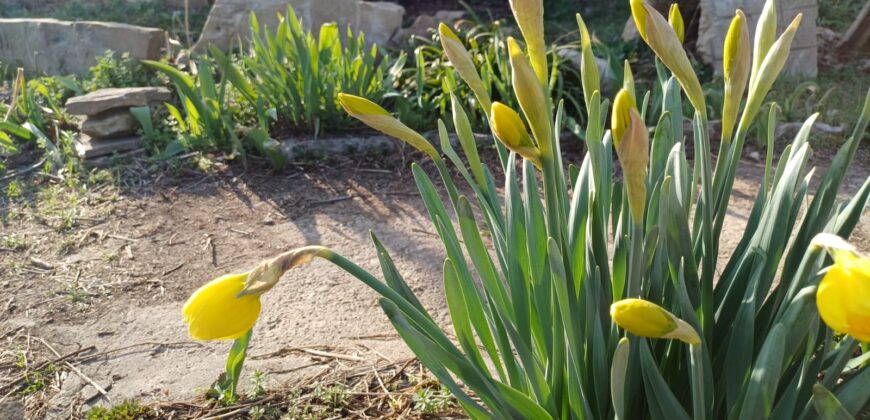 *SALE AGREED* The Old Winery House – Kardam