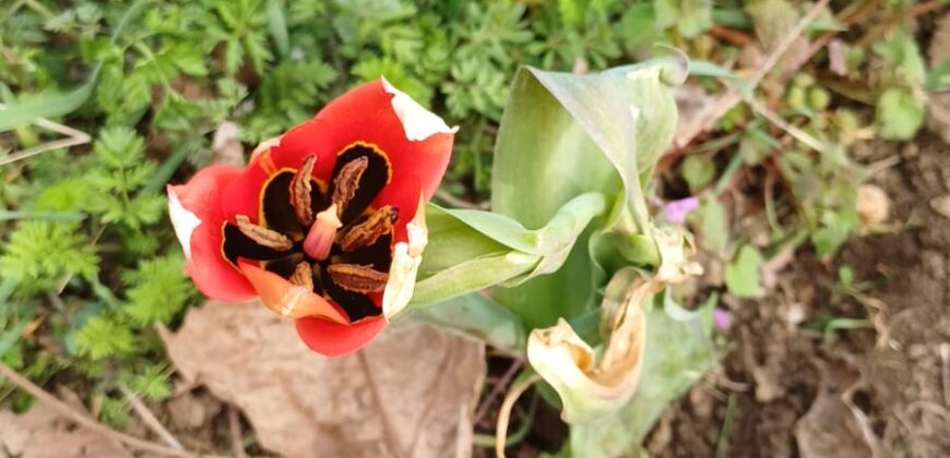 *SALE AGREED* The Old Winery House – Kardam