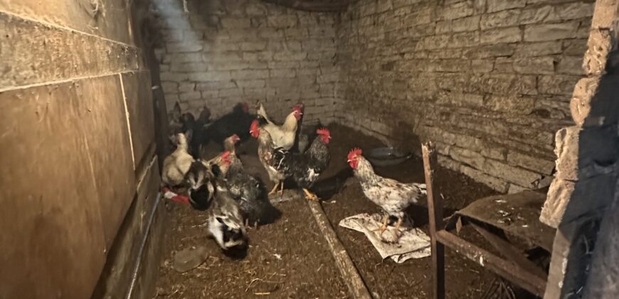 Toadstool House – Lom Cherkovna