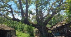 *SALE AGREED* The Old Winery House – Kardam