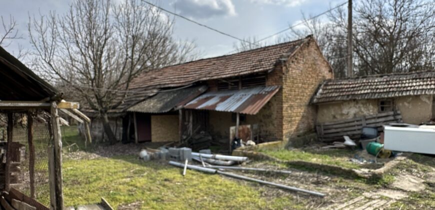 Bluebird House – Pavel