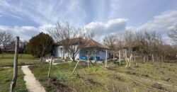 Bluebird House – Pavel